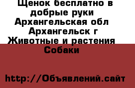 Щенок бесплатно в добрые руки - Архангельская обл., Архангельск г. Животные и растения » Собаки   